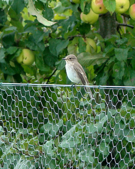 spotted flycatcher